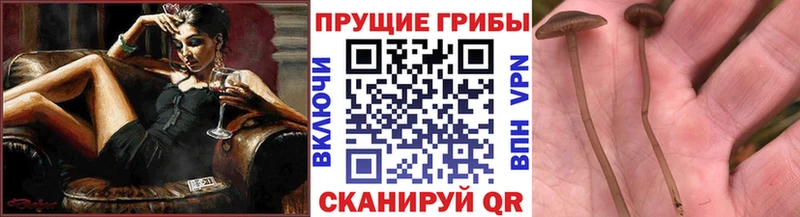 Галлюциногенные грибы Psilocybe  Ярославль 